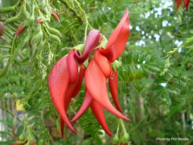 clianthus-maximus-2