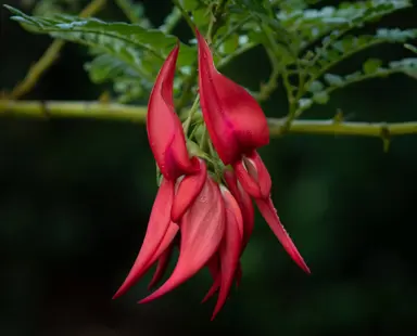 Stunning Clianthus maximus (Red Kakabeak) flowers with green foliage.