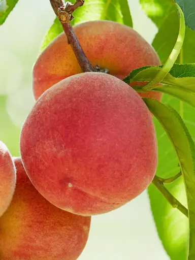 'Coconut Ice' peaches with a pink-red skin on a tree.