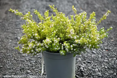 High quality Coleonema 'Sunset Gold' plants for sale at The Plant Company nursery.