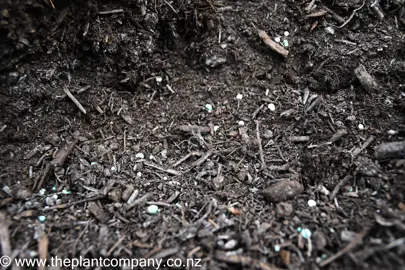 enhanced-compost-