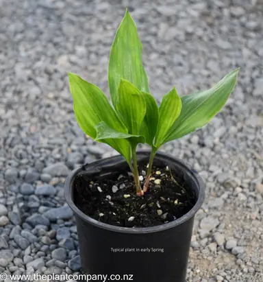 Convallaria majalis (Lily of the Valley) plant for sale at The Plant Company nursery.