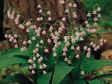 convallaria-majalis-rosea--1