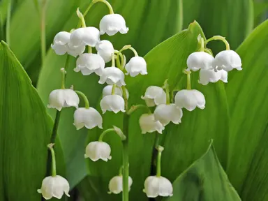 convallaria-majalis-