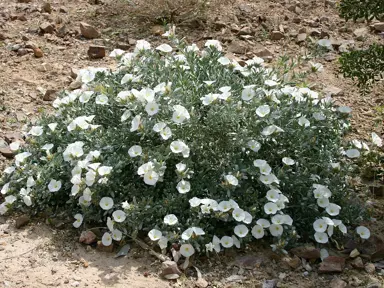 convolvulus-cneorum-1