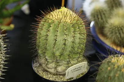 Copiapoa cinerea cactus growing in a pot.