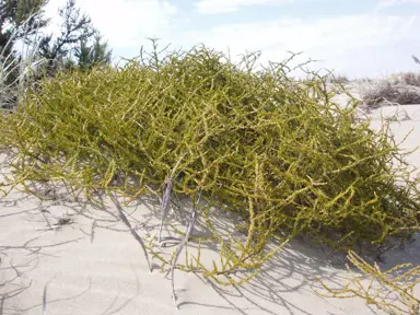 Coprosma acerosa growing on a sand dune.