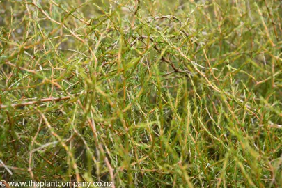 Coprosma acerosa foliage.