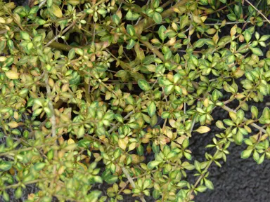 Coprosma 'Beatson's Gold' small, yellow and green variegated foliage on a shrub.