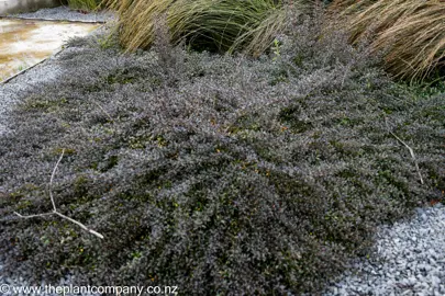 Coprosma 'Black Cloud' ground cover plant in a rock garden.