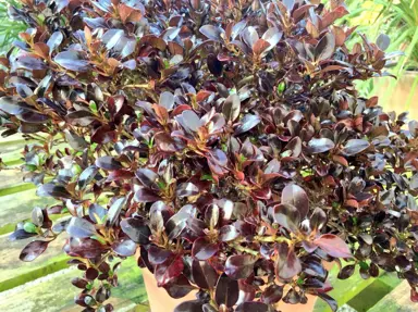 Coprosma 'Chocolate Soldier' plants with dark brown, glossy foliage.