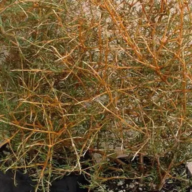 coprosma-clearwater-gold-1
