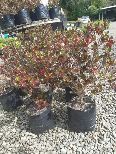 Coprosma 'Copper Shine' shrub with glossy, brown leaves for sale at The Plant Company nursery.