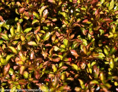 Red, cream, and green leaves on Coprosma Evening Glow.