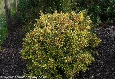 Coprosma Evening Glow in a garden looking amazing.