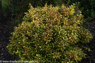 Coprosma Evening Glow with lush and glossy foliage.