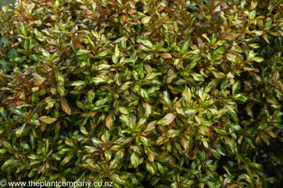 Amazing foliage on Coprosma Evening Glow.