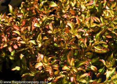 Colourful foliage on Coprosma Evening Glow.