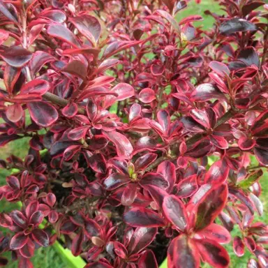 coprosma-fire-burst-