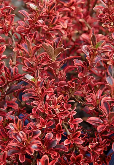 coprosma-fire-burst-3