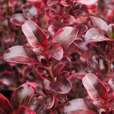 coprosma-fire-burst-4