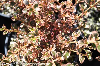 coprosma-fire-burst-5