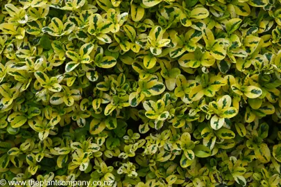 Coprosma Gold Splash foliage showing yellow and green leaves.