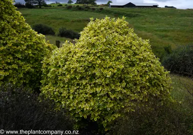 Coprosma Gold Splash growing in a garden with vibrant foliage.