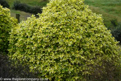 Coprosma Gold Splash plant with bright yellow and green foliage.