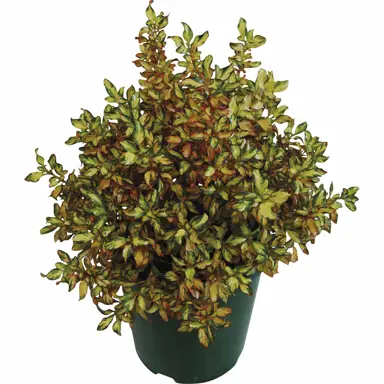 coprosma-golden-glow-1