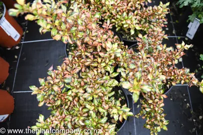 coprosma-golden-glow-2