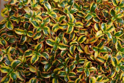 coprosma-golden-star-1