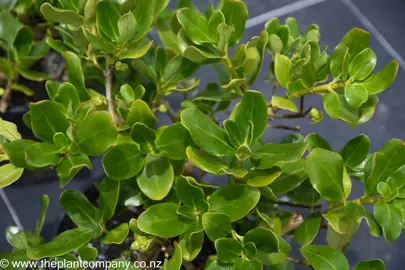 coprosma-repens-green-rocks-