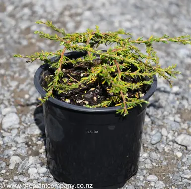 Coprosma 'Hawera' plant in 1.5L pot for sale at The Plant Company nursery.