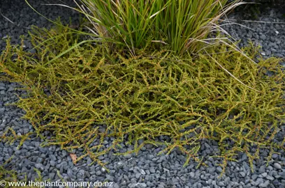 Coprosma acerosa 'Hawera' ground cover in a rock garden.