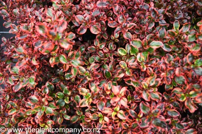 coprosma-ignite-5