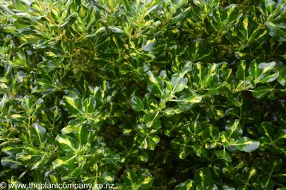 Coprosma Lemon and Lime foliage.