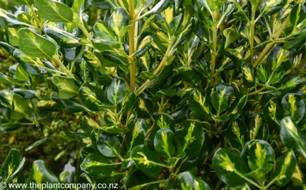 Green and yellow foliage on Coprosma Lemon and Lime.