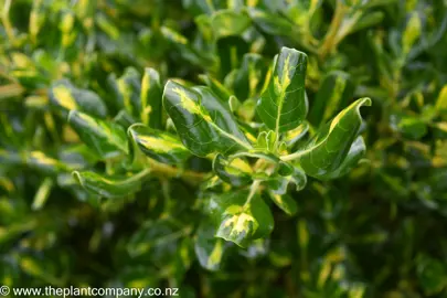 Coprosma Lemon and Lime glossy green and yellow leaves.