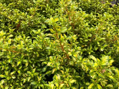 Lush foliage on Coprosma Lemon and Lime.