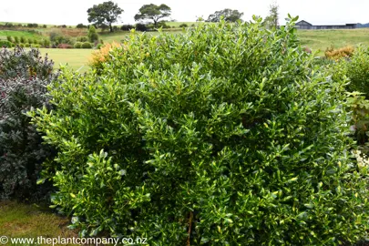 Large Coprosma Lemon and Lime plant growing in a garden.