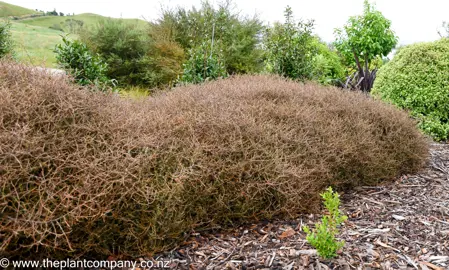 Large Coprosma Lobster plant in a garden with vibrant red foliage.