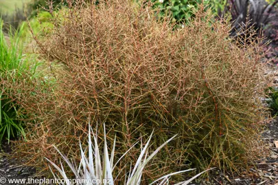 Coprosma Lobster plant in a garden with vibrant red foliage.