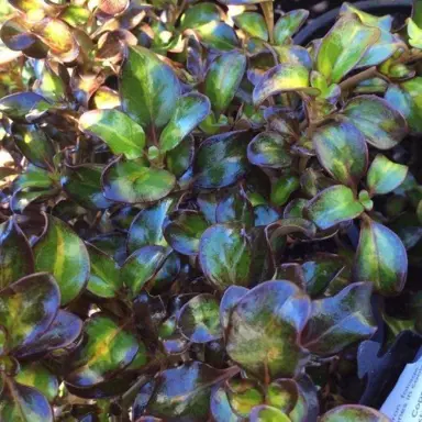 coprosma-repens-margarita-