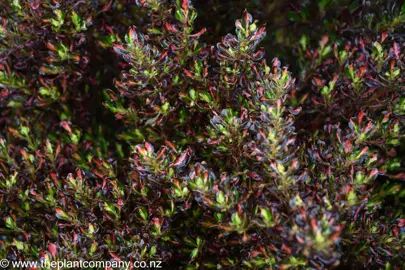 Glossy red and green leaves on Coprosma Pacific Sunset.