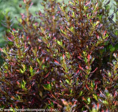 Coprosma Pacific Sunset glossy foliage.