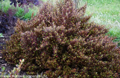 Colourful and gloosy leaves of Coprosma Pacific Sunset in a garden.