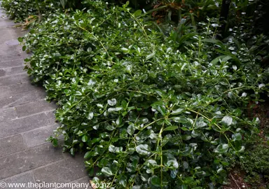 Coprosma Poor Knights growing as a ground cover with lush, dark green foliage.