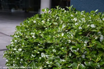 Coprosma Poor Knights growing as a low mound with dark green foliage.