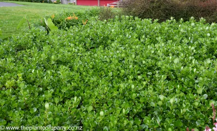 Coprosma Poor Knights growing as a ground cover in a garden with dark green foliage.